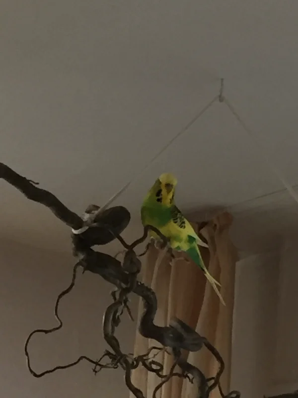 Wellensittich-Bild: Sunny guckt ganz frech von oben auf die Felo runter, als wollte er sagen was guckst du?