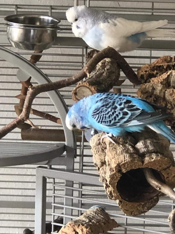 Wellensittich-Bild: und wird dabei von ihrem Geliebten angehimmelt :-)
Henriette bei der Arbeit und Olli guckt ihr ganz verliebt zu. 