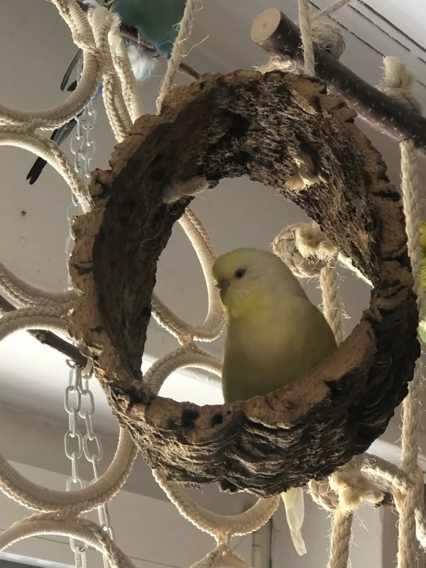 Wellensittich-Bild: Flocke macht auf schüchtern. Dabei ist sie eigentlich eine ganz mutige kleine Dame. 
Die Herren haben das, das ein oder andere Mal schon zu spüren bekommen :-)