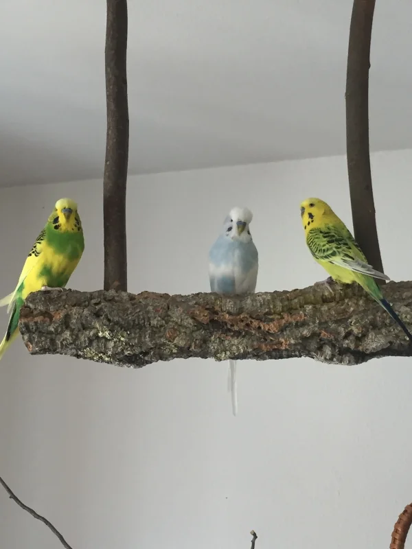 Wellensittich-Bild: Michi, Olli und Sunny tauschen sich über Mädels, füttern, fliegen und andere Männerthemen aus :-)