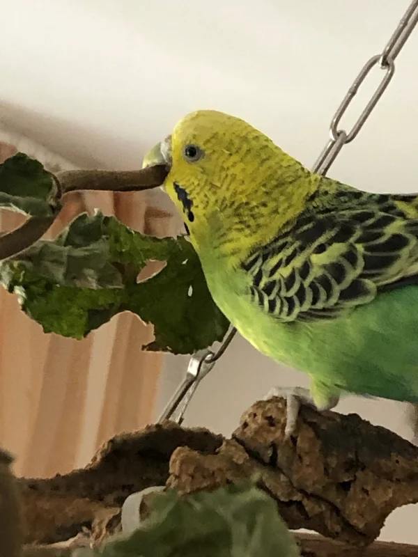 Wellensittich-Bild: Maria ist wie immer emsig bei der Arbeit. Sie schreddert was das Zeug hält :-)
Eine richtige Henne eben..