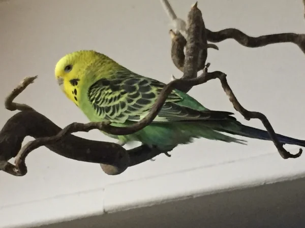 Wellensittich-Bild: Hallo erstmal Ich heiße Maria und bin heute bei meiner neuen Felo und ihrem Schwarm eingezogen. Ich war nachdem mein Partner verstorben war acht Monate alleine. Das war nicht schön. Zudem sieht mein altes Zuhause (Käfig) \