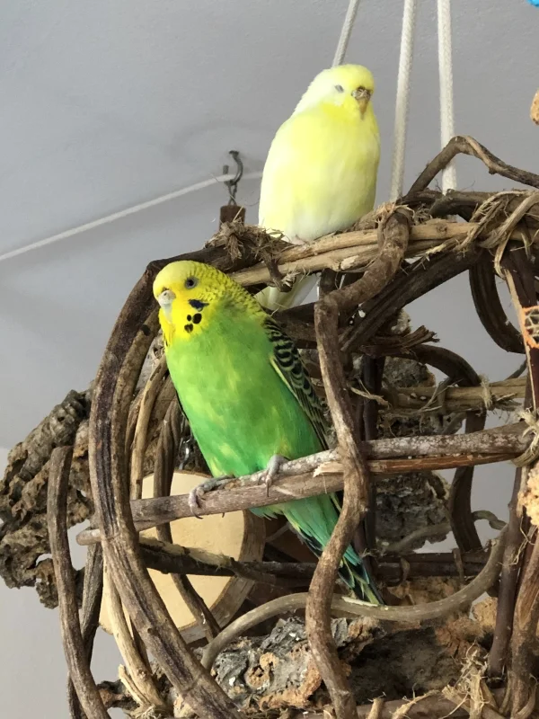 Wellensittich-Bild: Maria und Stella beim Chillen auf dem großen Rebenball :-)
Hier gefällt es den beiden Schönheiten ausgesprochen gut.