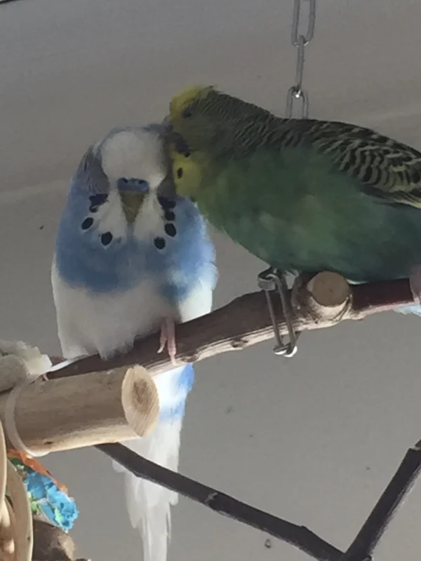 Wellensittich-Bild: Mein Königspaar wieder mal beim schmusen: Inge und ihr Anton!