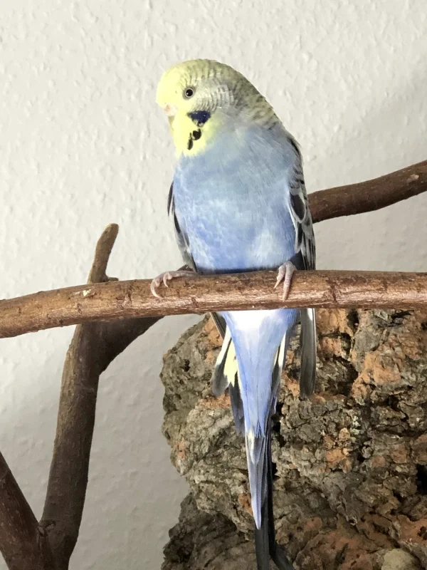 Wellensittich-Bild: Hier seht ihr Neuzugang Nr. 2 - Lotti (die Erste). Sie ist eine ganz zurückhaltende und schlanke Dame. Sie ist heute bei uns mit Ihrer Freundin Coco eingezogen. Herzlich Willkommen kleine Maus :-)