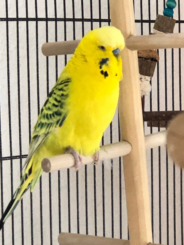 Sunny