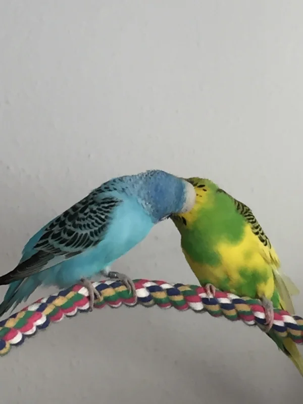 Wellensittich-Bild: Der kranke Hahn Michi knutscht seine Henriette was das Zeug hält! Recht hat er!!! :-)