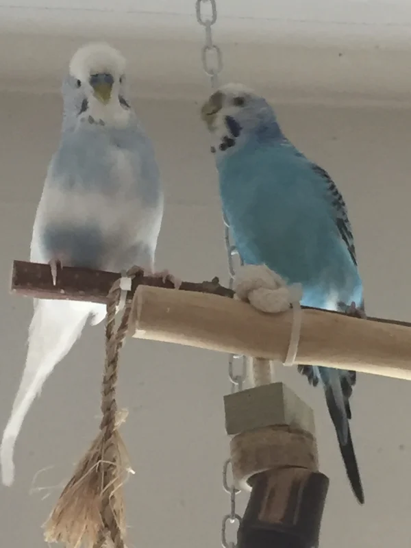 Wellensittich-Bild: Henriette ist manchmal sehr fordernd. Da guckt der arme Olli ganz schön überfordert aus der Wäsche :-)