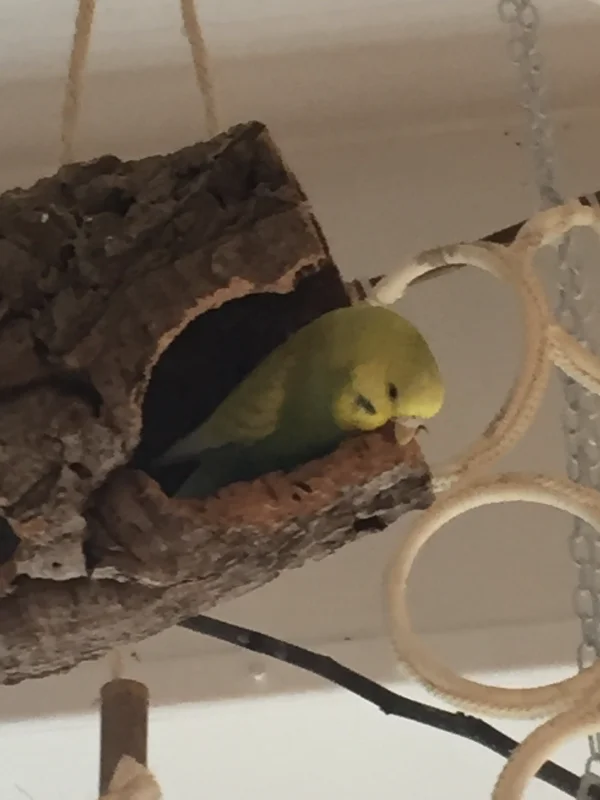 Wellensittich-Bild: Unsere kleine Dori bei der Arbeit. Sie möchte auch mal Schredderqueen werden ,-)
Sie ist auf dem besten Weg dorthin. 