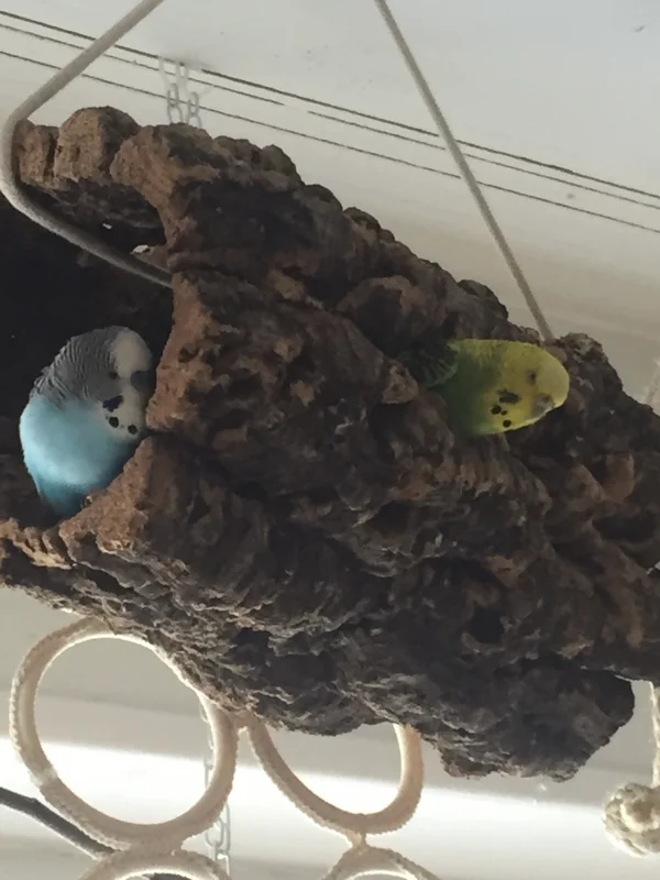 Wellensittich-Bild: alles klar bei Euch? 
Maria und Krümmel haben die Röhre nun zu Ihrem zu Hause erkoren. Und lassen auch nur ungern Besuch hinein. Was natürlich immer wieder zu Streitereien führt. 