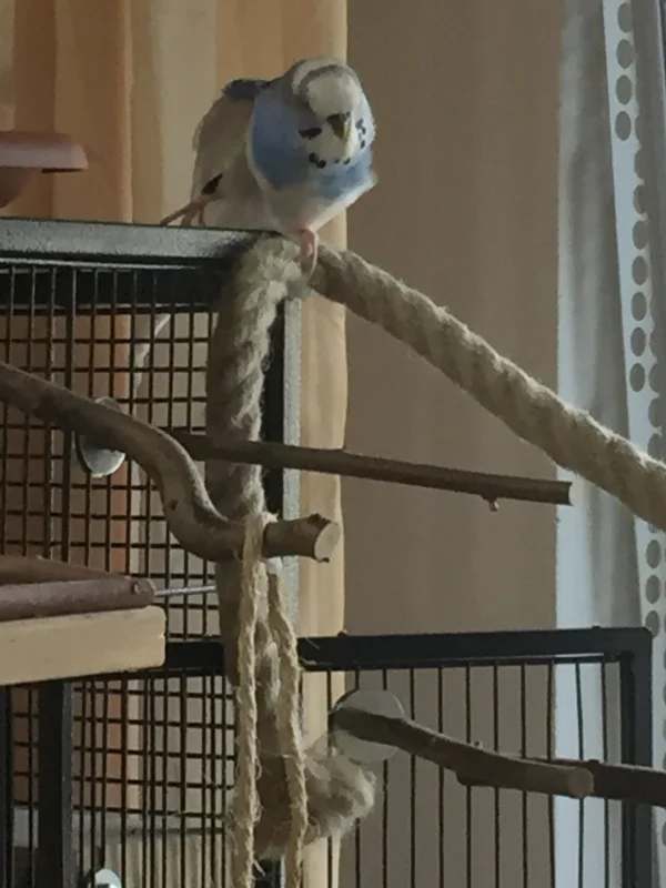 Wellensittich-Bild: Als emanzipierter Hahn nutzt Anton eine kurze Auszeit von seiner Inge und hält sich mit etwas Yoga fit. Man(n) muss ja fit sein für seine Henne ;-)