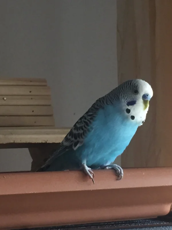 Wellensittich-Bild: Der kleine Mann mal ganz alleine im Großformat. :-)