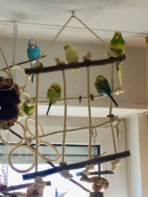 Wellensittich-Bild: Hier werden Sunny und Inge beim schlafen bewacht. Gut, dass Henriette, Flocke und Michi ein Auge auf die beiden haben. Dann mal: süße Träume ;-)