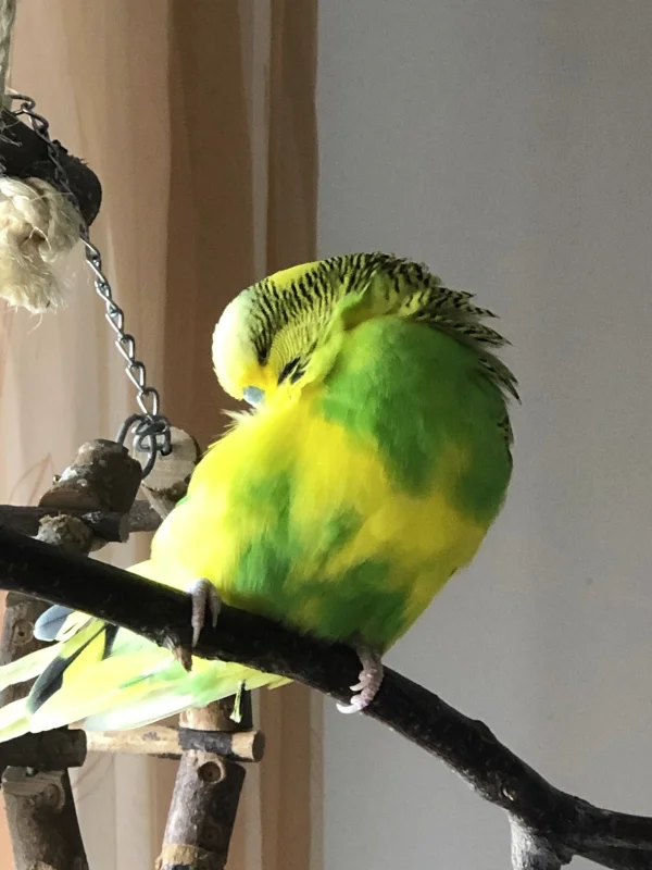Wellensittich-Bild: wenn der kleine Fussgänger von der Sonne angestrahlt wird leuchtet er, als hätte er ein Licht verschluckt :-) Da kann keine Henne weg sehen.
