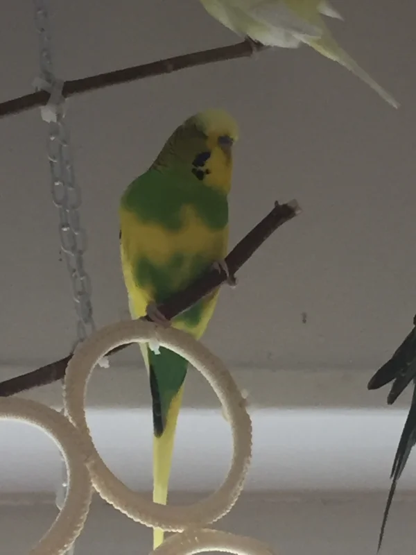 Wellensittich-Bild: Ich bin letzte Woche hier eingezogen und hab mich schon sehr gut eingelebt. Ich habe jetzt 4 neue Freunde mit denen ich jeden Tag schnattern, spielen und fliegen kann,-)