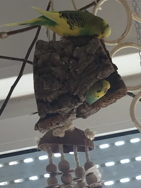 Wellensittich-Bild: Michi flirtet mit Inge, die niemanden in die Röhre lässt, wenn sie drin ist,-)
Ob sie ihn erhöhrt?