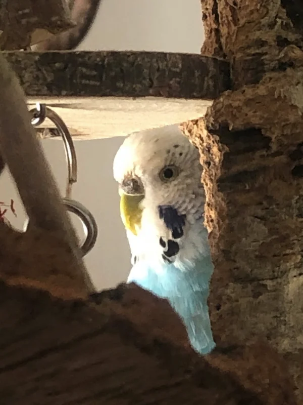Wellensittich-Bild: Henriette hat sich versteckt und schaut nicht gerade erfreut aus den Federn, dass sie gefunden wurde. Und dann wird sie auch gleich noch abgelichtet. Tststs. ;-) 