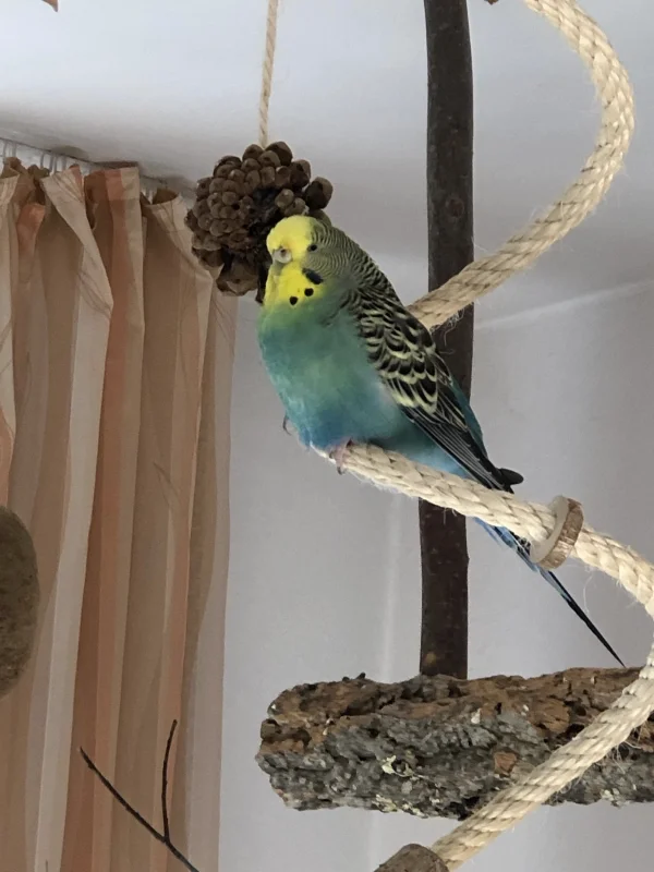 Wellensittich-Bild: von hier aus hat sie alles im Blick ;-) und alle unter Kontrolle.
Hier sieht man mal wie hübsch die durchsetzungsfähige Dame ist!