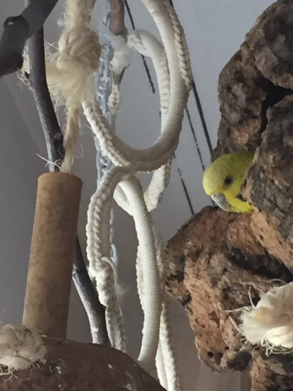 Wellensittich-Bild: Maria guckt, wer sie bei der Arbeit in der Röhre stört. Sie guckt dabei aus einem selbst genagten Loch :-)