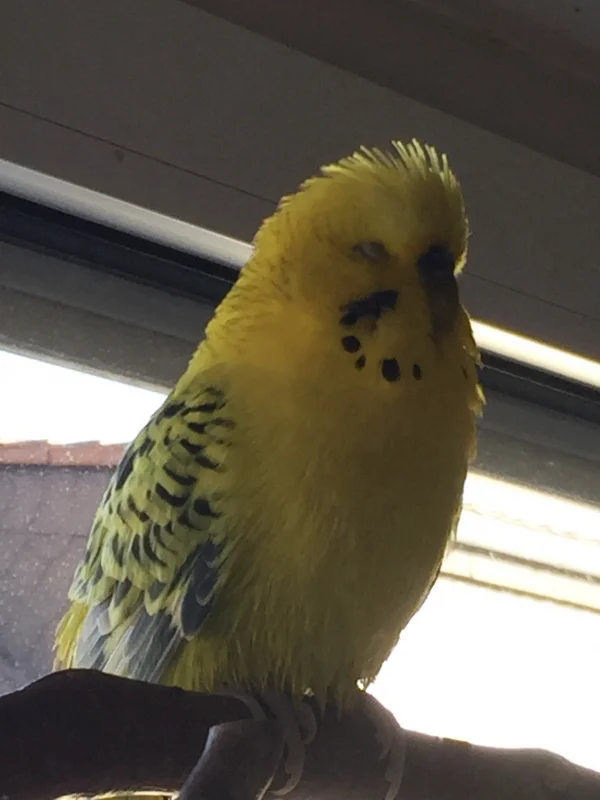 Wellensittich-Bild: Sunny macht nach einem ausgiebigen Bad erstmal ein Nickerchen. Und trocknet dabei :-)