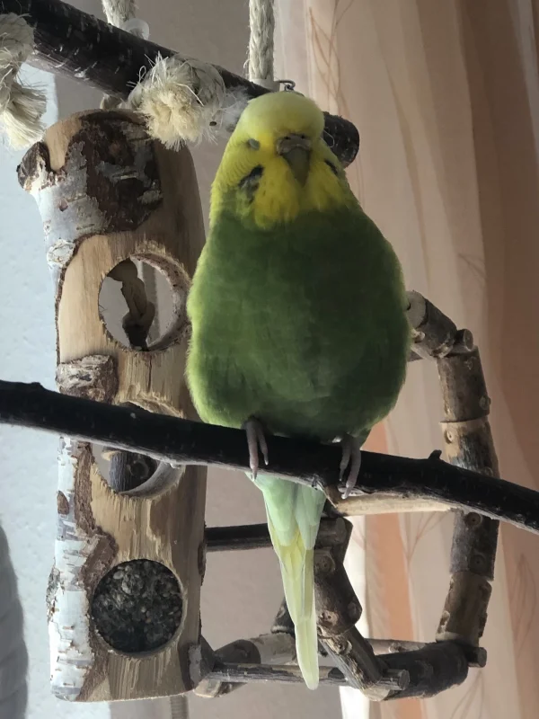 Wellensittich-Bild: Das ist jetzt aber blöd gelaufen: gerade hat sie ausgeatmet, als ich den Auslöser gedrückt habe.  Arme Dori!  Sooooooo rund ist sie in Natura wirklich nicht. Ehrlich! :-) 