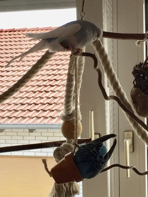 Wellensittich-Bild: Hier bewundert Olli mal wieder Henriette, was für ein gewandte Henne sie ist. 
Er ist ganz begeistert von dieser gelenkigen und geschickten kleinen Federträgerin :-)