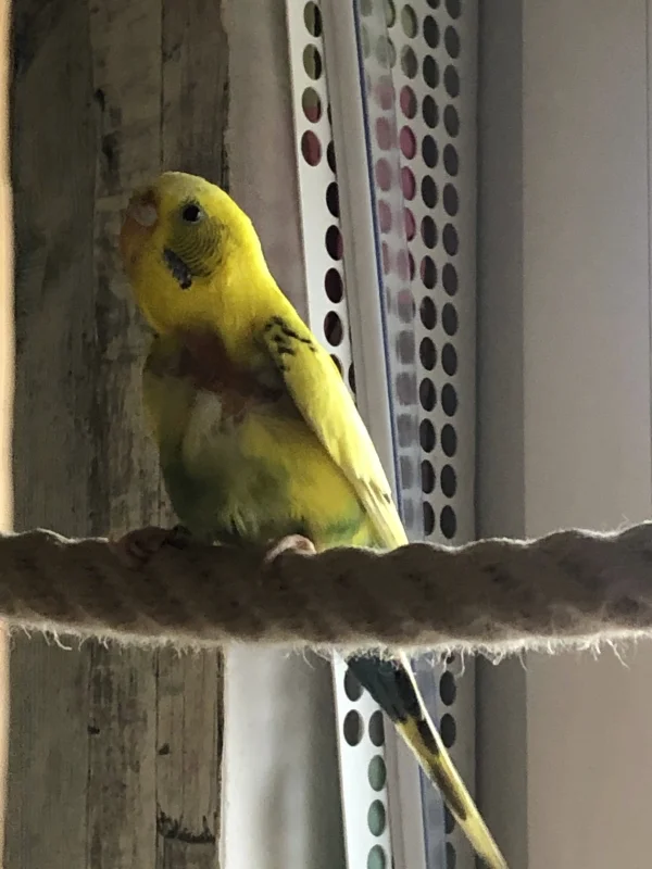 Wellensittich-Bild: Die kleine Dame ist nun seit 1,5 Wochen bei uns und taut immer mehr auf. Sie piepst schon fleißig mit ihrer zarten Stimme mit der Gruppe mit und traut sich auch schon in die Nähe, manchmal auch direkt in die Gruppe rein. Eine grossartige Entwicklung! Weiter so, Süße!