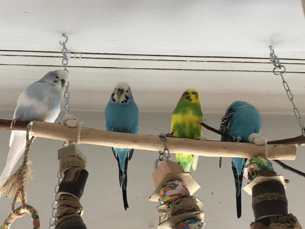 Wellensittich-Bild: als hätten wir nichts besseres zu tun! Krümmel schläft ne Runde und die anderen gucken ein paar Löcher in die Luft, bis die FeLo eeendlich fertig ist mit der Putzerei :-)