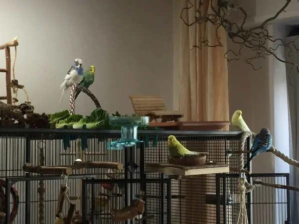 Wellensittich-Bild: meine Süßen beim morgendlichen Chillen. Jeder tut was ihm gefällt. Das \