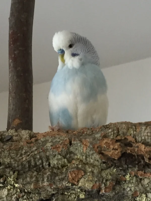 Wellensittich-Bild: Olli mal ganz alleine auf der Schaukel. Ich liebe blau-weiße Wellis. Und Olli ist ein Traum in zartem Blau und gaaaanz viel Weiß :-)