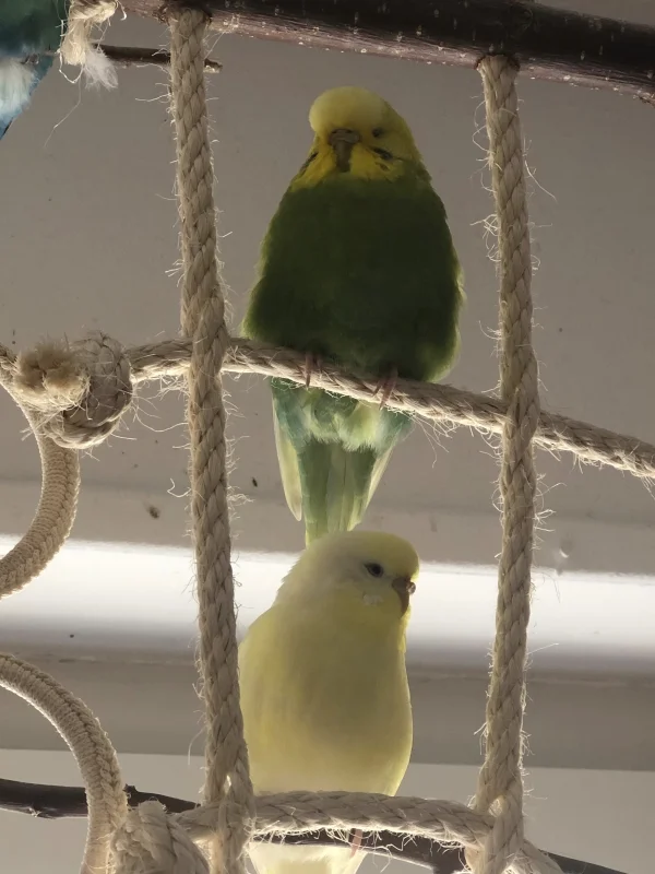 Wellensittich-Bild: Denn Flocke hat eindeutig den schlechteren Platz in diesem Doppeldecker :-)
Aber es ging glücklicher Weise ohne Flecken auf dem weißen Kleidchen ab :-D