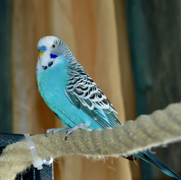 Wellensittich-Bild: Der kleine Mann wurde hier einmal alleine ohne sein Mädel Maria erwischt. In dem Licht kommt seine Farbe toll zur Geltung :-) ,