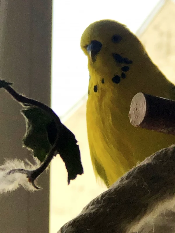 Wellensittich-Bild: Der gelbe Pieper bringt gleich mal Farbe ins Bild. Er ist auch von seinem Gemüt her ein ganz freundlicher, immer gut gelaunter Genosse :-) 
Und er liebt seine Flocke über alles!