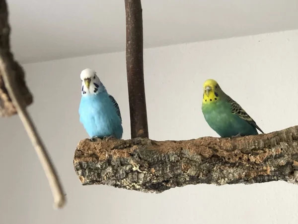 Wellensittich-Bild: Henriette und Inge haben den absoluten Überblick :-)