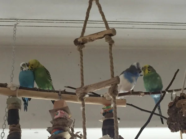 Wellensittich-Bild: Hier sind zwei meiner Pärchen zusehen: links die brandneue Liebe Krümmel mit Maria und rechts unser altes Ehepaar Anton mit Inge :-)
Sie sind sooo süß!