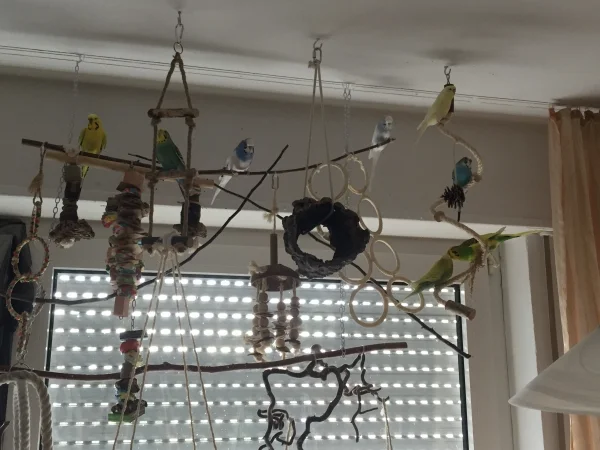 Wellensittich-Bild: Gleich mal ein neues Gruppenfoto gemacht nach dem Einzug von dem zarten Wesen in blau/weiß genannt Olli :-)  
Zu Sehen von links nach rechts: Sunny, Inge, Anton, Olli, und auf der Spirale von oben nach unten: Flocke, Krümmel und Michi der mit Dori knutscht - Freu mich total!