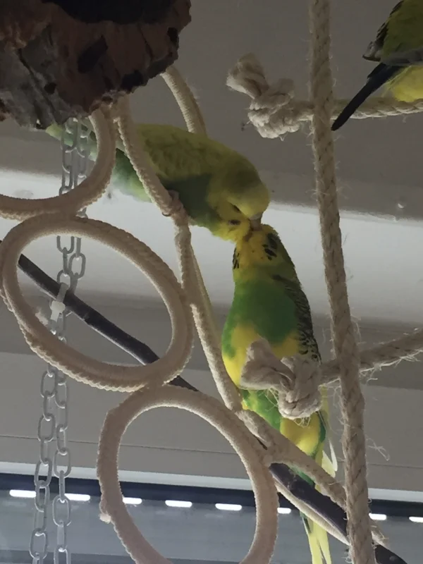 Wellensittich-Bild: Hier das dritte Pärchen in meinem Schwarm: Dori und Michi. Wobei Michi auch gerne mit Sunny knutscht. 
Freie Liebe muss sein- jeder wie er mag :-)