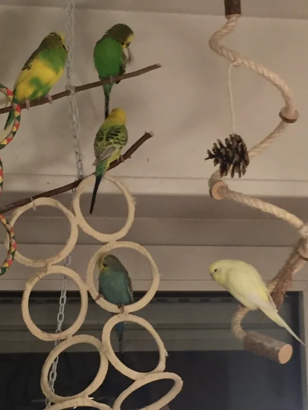 Wellensittich-Bild: Hier sind alle 5 auf dem Spielplatz am Fenster zu Gange. 