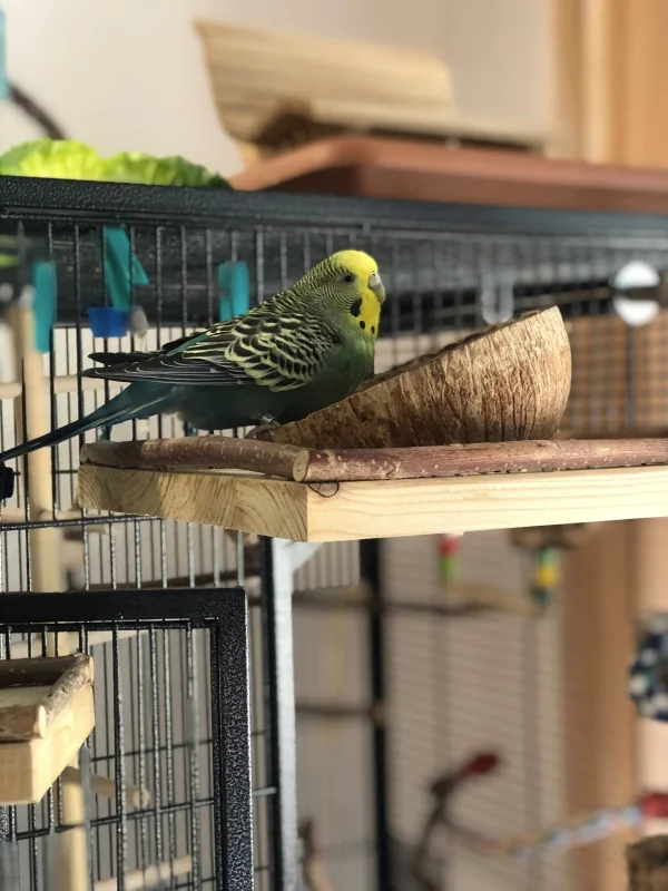 Wellensittich-Bild: Sie ist so eine hübsche und kann doch ihren Kopf immer durchsetzen. Sie ist und bleibt die unangefochtene Chefin im Schwarm! 