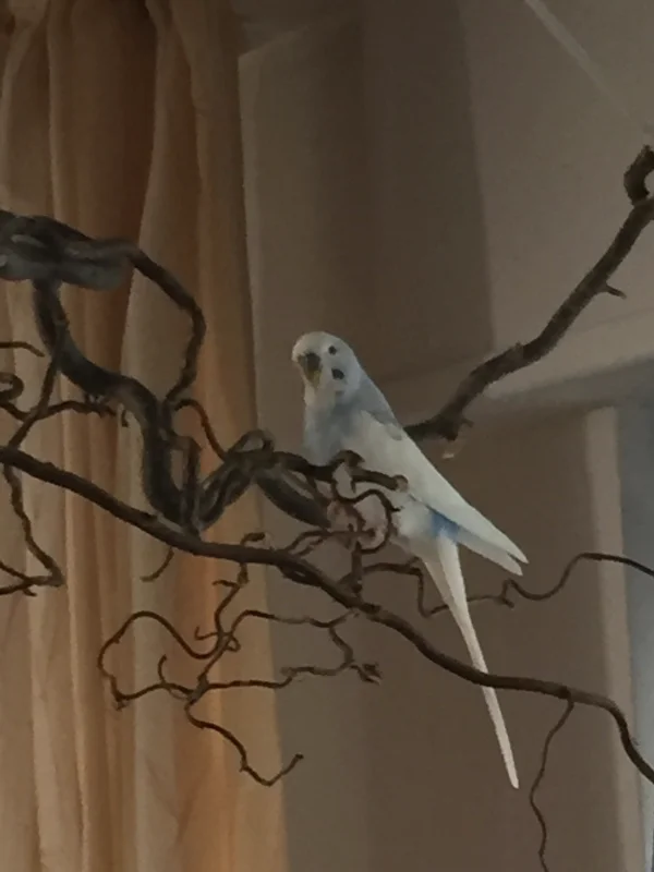 Wellensittich-Bild: Hey ich bin Olli. Ich bin als Stewie gestern bei meiner neuen Felo und 7 neuen Kumpels eingezogen, da mein alter Freund mich leider verlassen hat:-( Aber ich glaube ich werde mich in meinem neuen Heim ganz schnell wohl fühlen, denn hier ist immer was los :-)