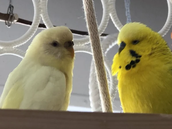 Wellensittich-Bild: Flocke und Sunny beim trauten Tete à Tete. Der Blick von Flocke sagt eindeutig: Bitte nicht stören! 