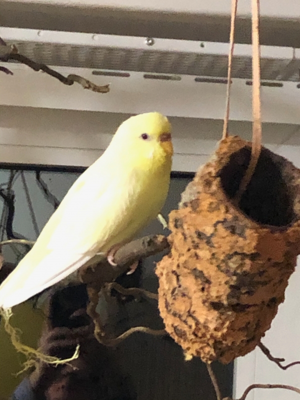 Stella