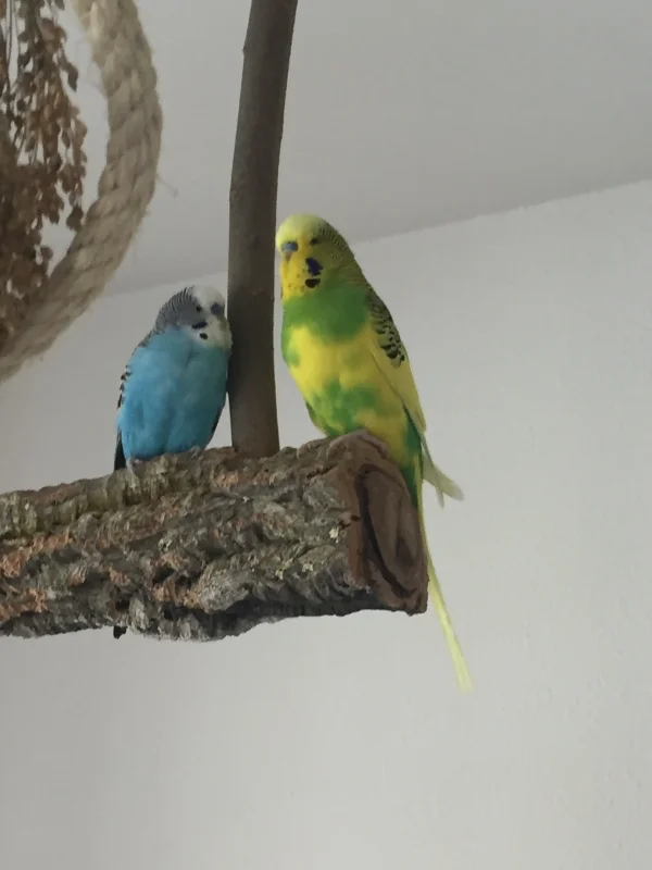 Wellensittich-Bild: Hier sieht man mal wieder wie unterschiedlich groß Wellis sein können. 
Links der kleine Krümmel und rechts sein großer Freund Michi. Aber da Wellis bekanntlich nichts auf Äusserlichkeiten geben, sind die beiden dicke Freunde :-)