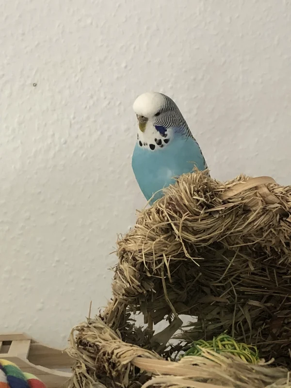 Wellensittich-Bild: Das ist unsere neue Nummer 10. Sie zog gestern mit der kleinen Lotti bei uns ein. Sie ist sehr mutig, neugierig und manchmal auch distanzlos. 
Sei herzlich Willkommen kleine Maus!