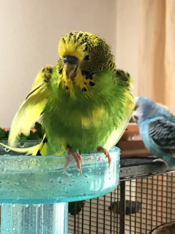 Wellensittich-Bild: Für alle Jakob-Fans nochmal eines meiner Lieblingsbilder von dem kleinen Mann! 
Er war ein großer Badefan und ist solange getaucht und unter die Dusche gesprungen, bis er kaum noch fliegen konnte. Er fehlt mir <3