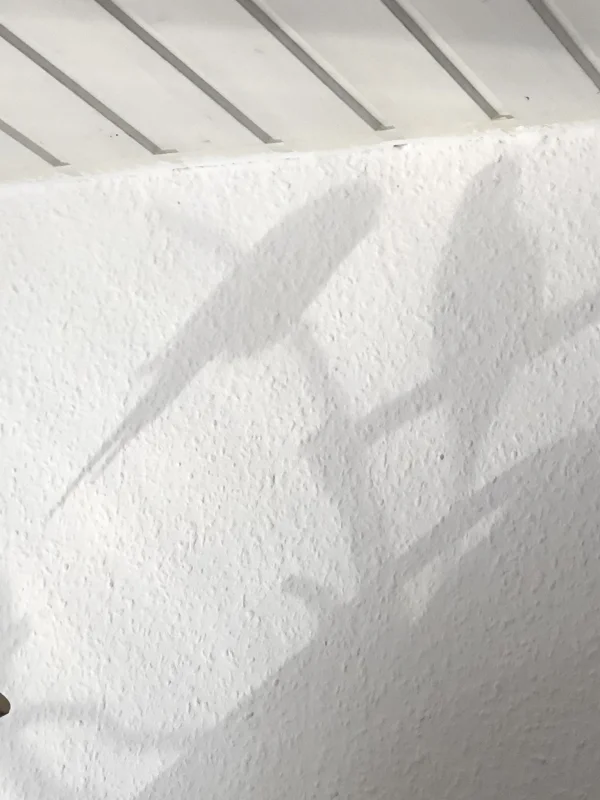 Wellensittich-Bild: Welche meiner Wellis werfen hier den Schatten? Na, wer weiß es???