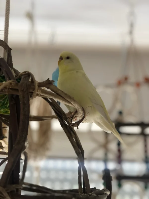 Wellensittich-Bild: Kein Wunder, dass unser Sunny so verliebt in die kleine zarte Dame ist. Sie ist wirklich zuckersüß. Findet ihr nicht auch?! :-)