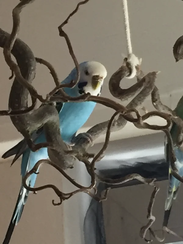 Wellensittich-Bild: Hey, ich bin die neue, mein Name ist Henriette. Ich bin heute bei meiner neuen FeLo und ihren 8 Mitbewohnern eingezogen. Mein Partner ist entflogen und ich war ganz alleine in einem sehr kleinen Käfig ohne Freiflug. Aber nun sind hier ganz viele , die genauso plappern wie ich - da muss ich mich erstmal dran gewöhnen;-) 