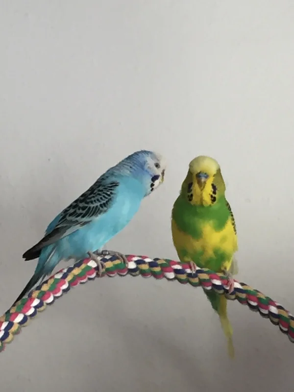 Wellensittich-Bild: Ein aktuelles Bild von einem meiner Pärchen. Heute habe ich erfahren, dass Michi eine fortgeschrittene Leberstörung hat. Als würde Henriette das spüren, dass es ihm nicht gut geht, kümmert sie sich noch mehr als sonst um ihn. Soo schön! 