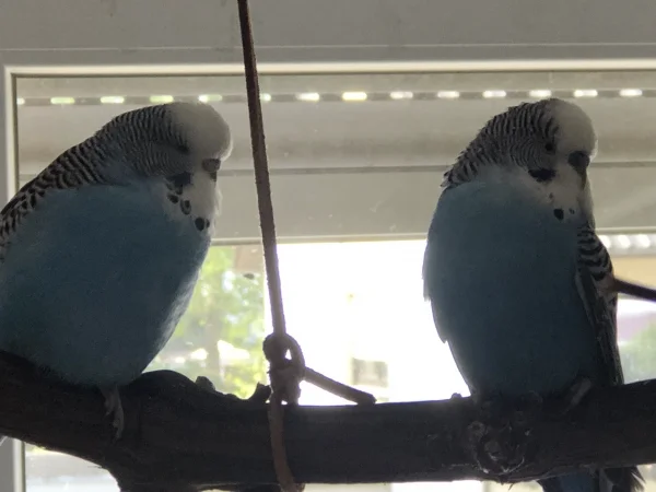 Wellensittich-Bild: Hier entspannen Coco und Krümmel. Es wäre schön, wenn der kleine Mann eine der Damen anziehend fände :-)